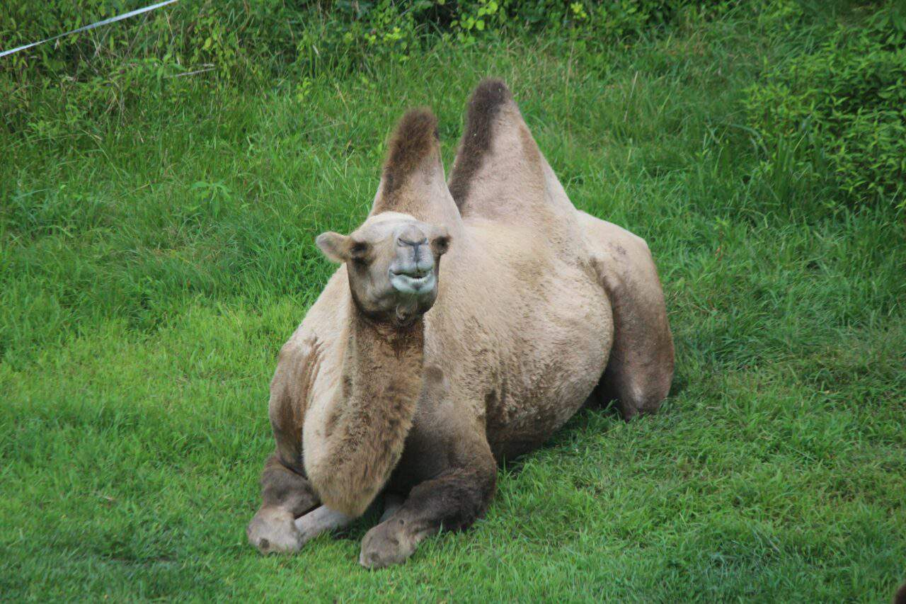 Bactrian Camel | Southwick's Zoo
