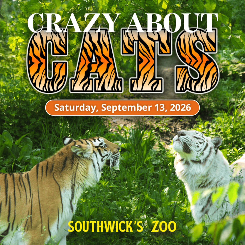 Crazy about Cats at Southwick's Zoo on September 13, 2026, a celebration and appreciation day for the big cats that call the zoo home