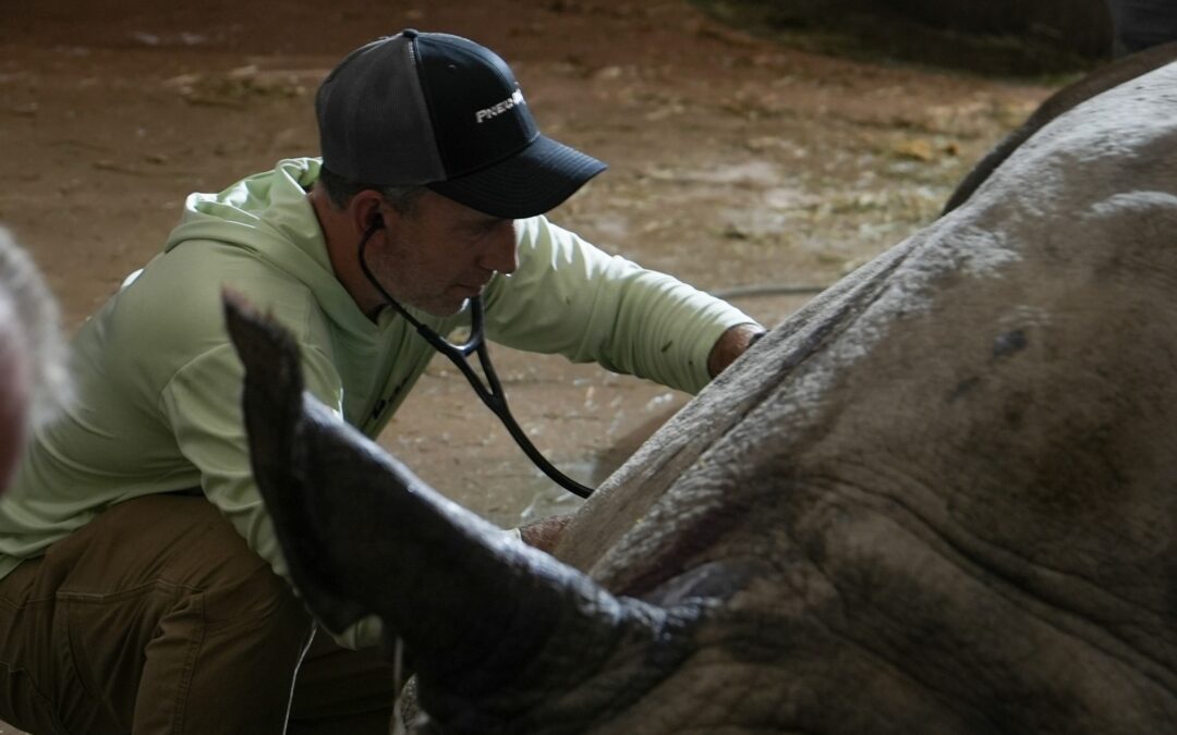 Southwick’s Zoo Announces the Passing of Thelma, one of our cherished white rhinoceroses