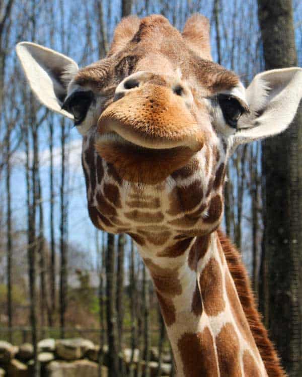 Giraffe