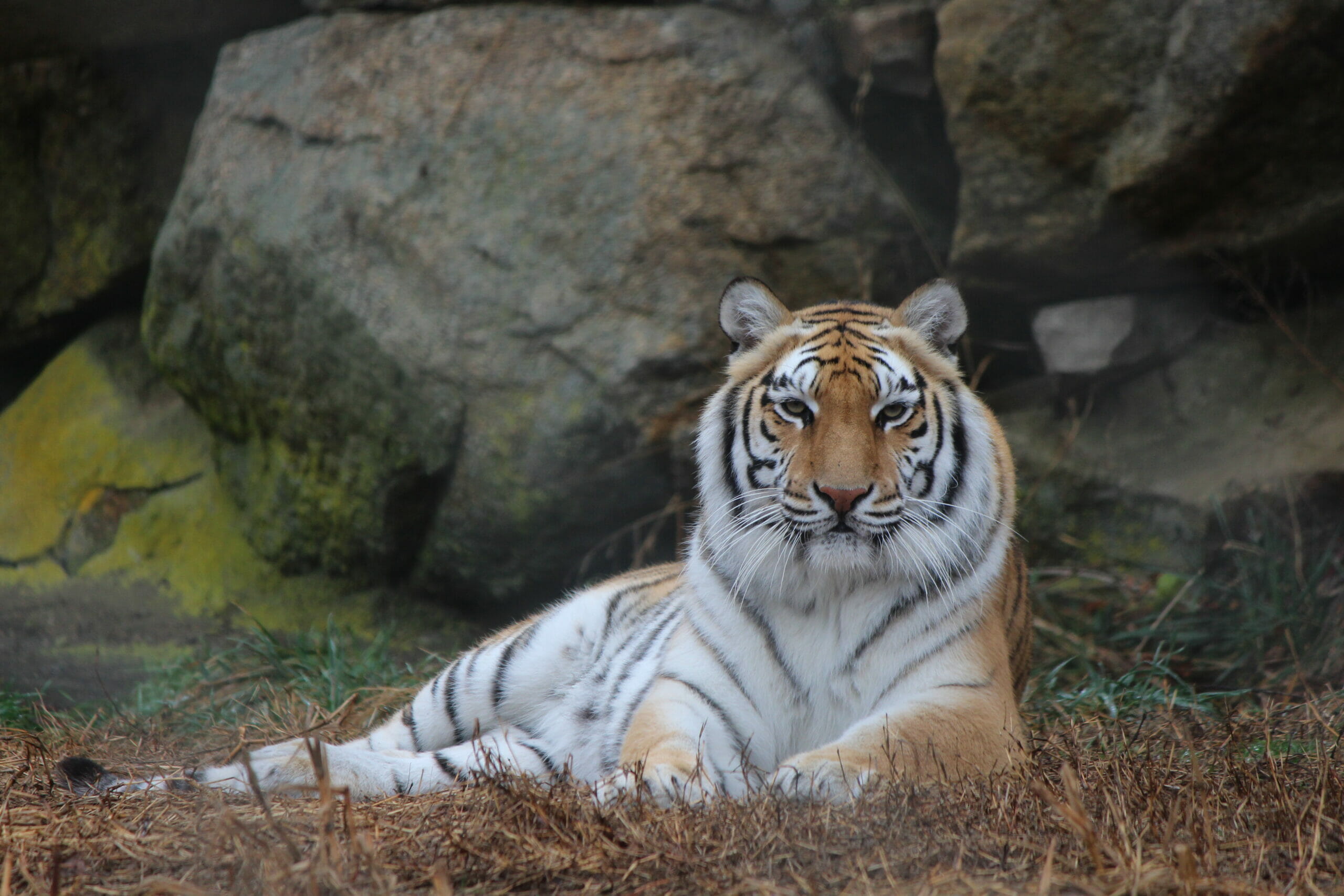 Bengal Tiger  Southwick's Zoo