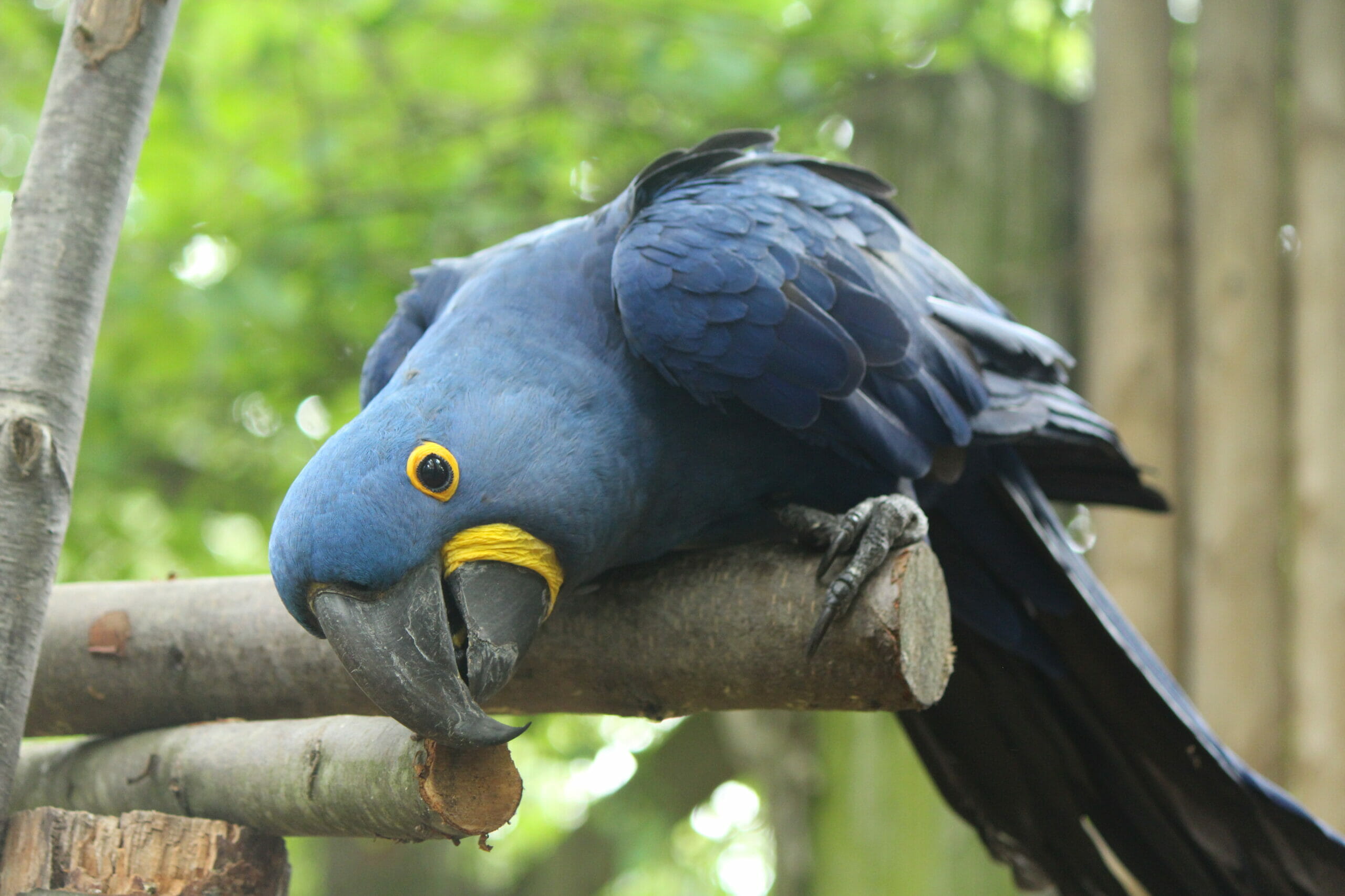 The Lifespan of Macaws in Captivity: A Comprehensive Study