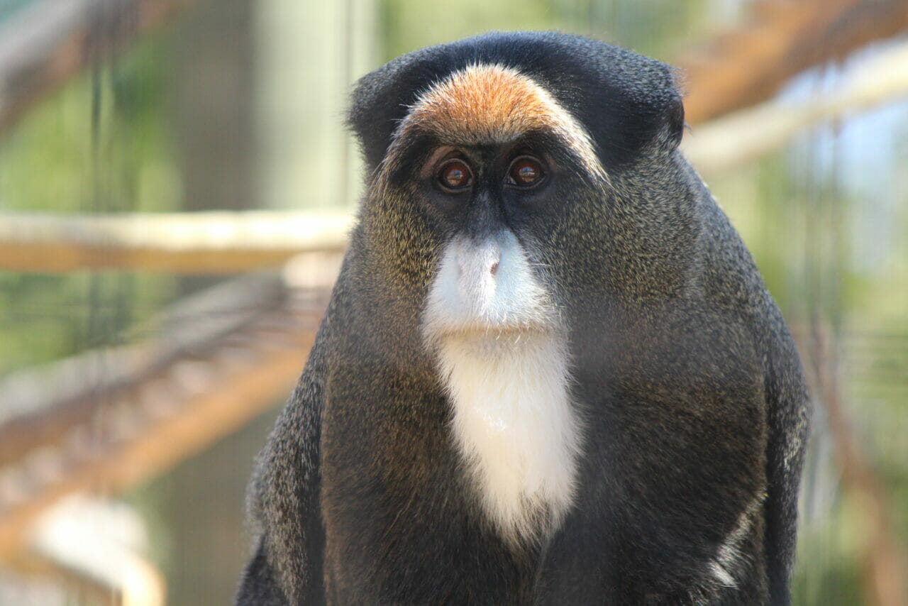 De Brazza's Monkey | Southwick's Zoo