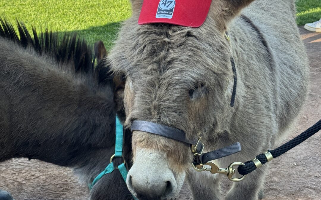 Southwick’s Zoo Partners with the Worcester Red Sox for 2026 School Vacation Week