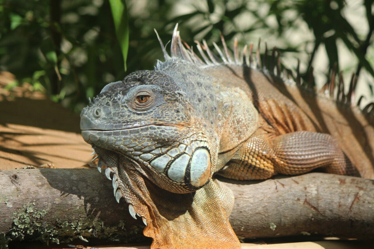 Green Iguana | Southwick's Zoo