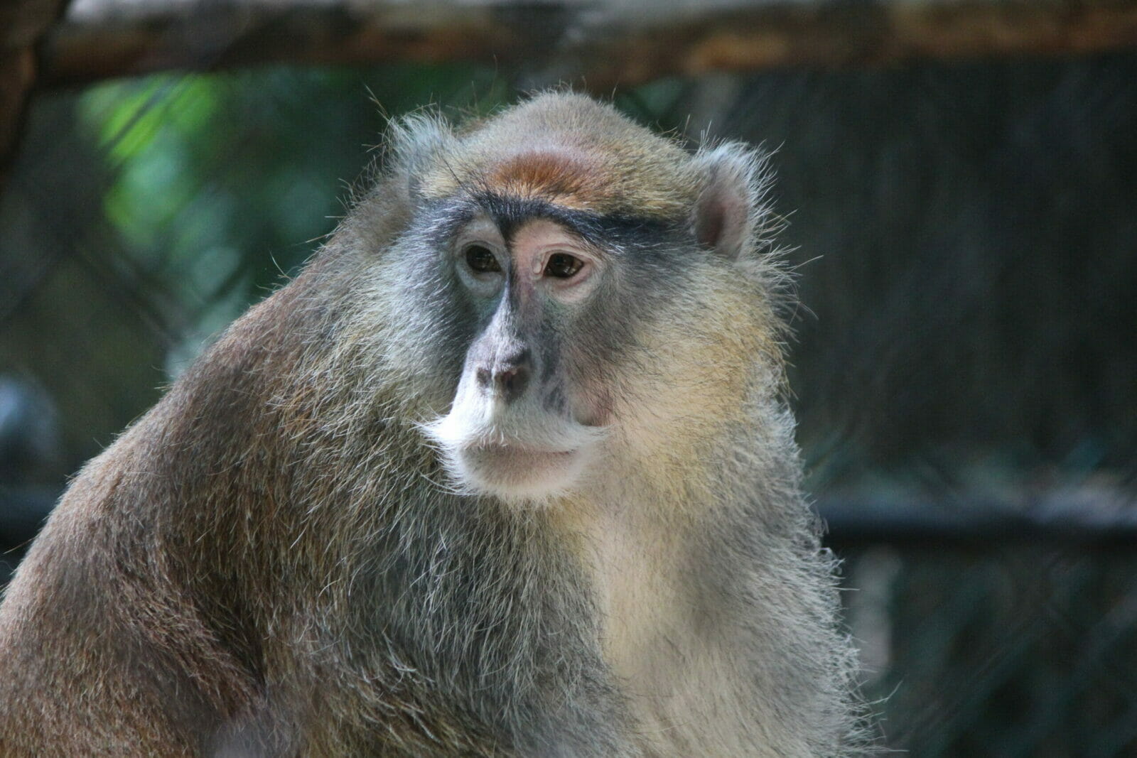 Patas Monkey  Southwick's Zoo