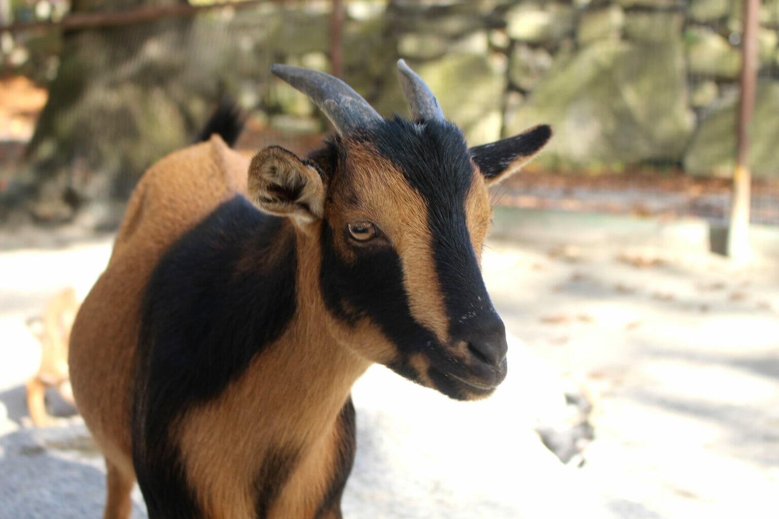 Pygmy Goat Southwick's Zoo