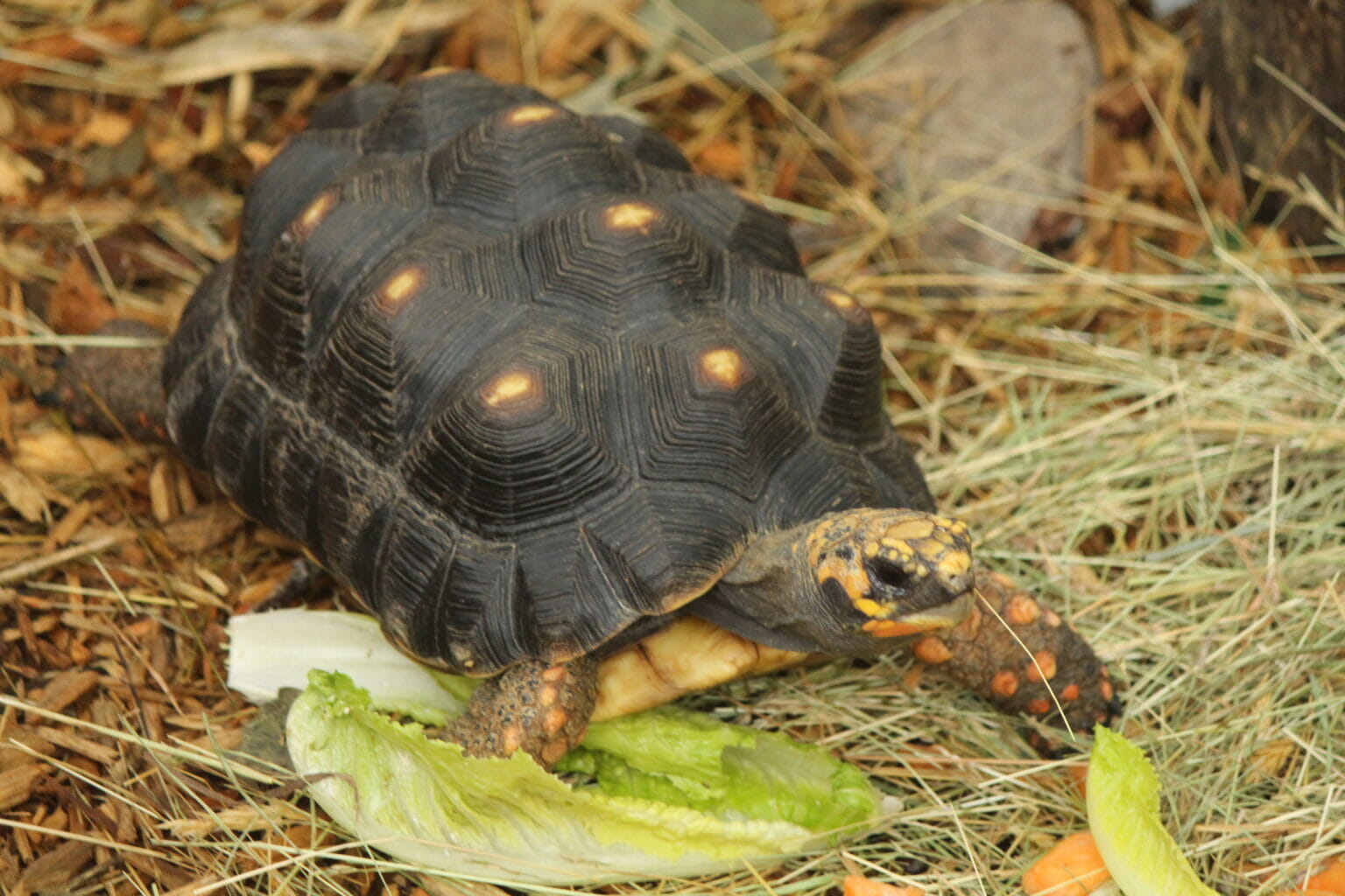 RedFooted Tortoise Southwick's Zoo