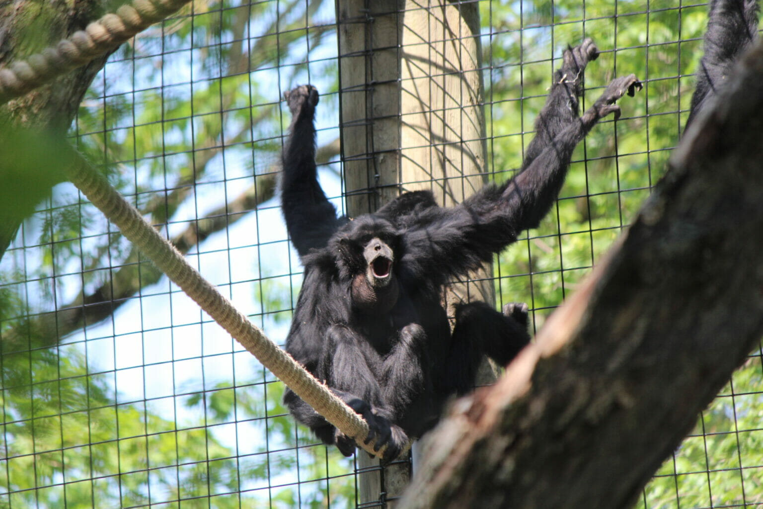 Siamang | Southwick's Zoo