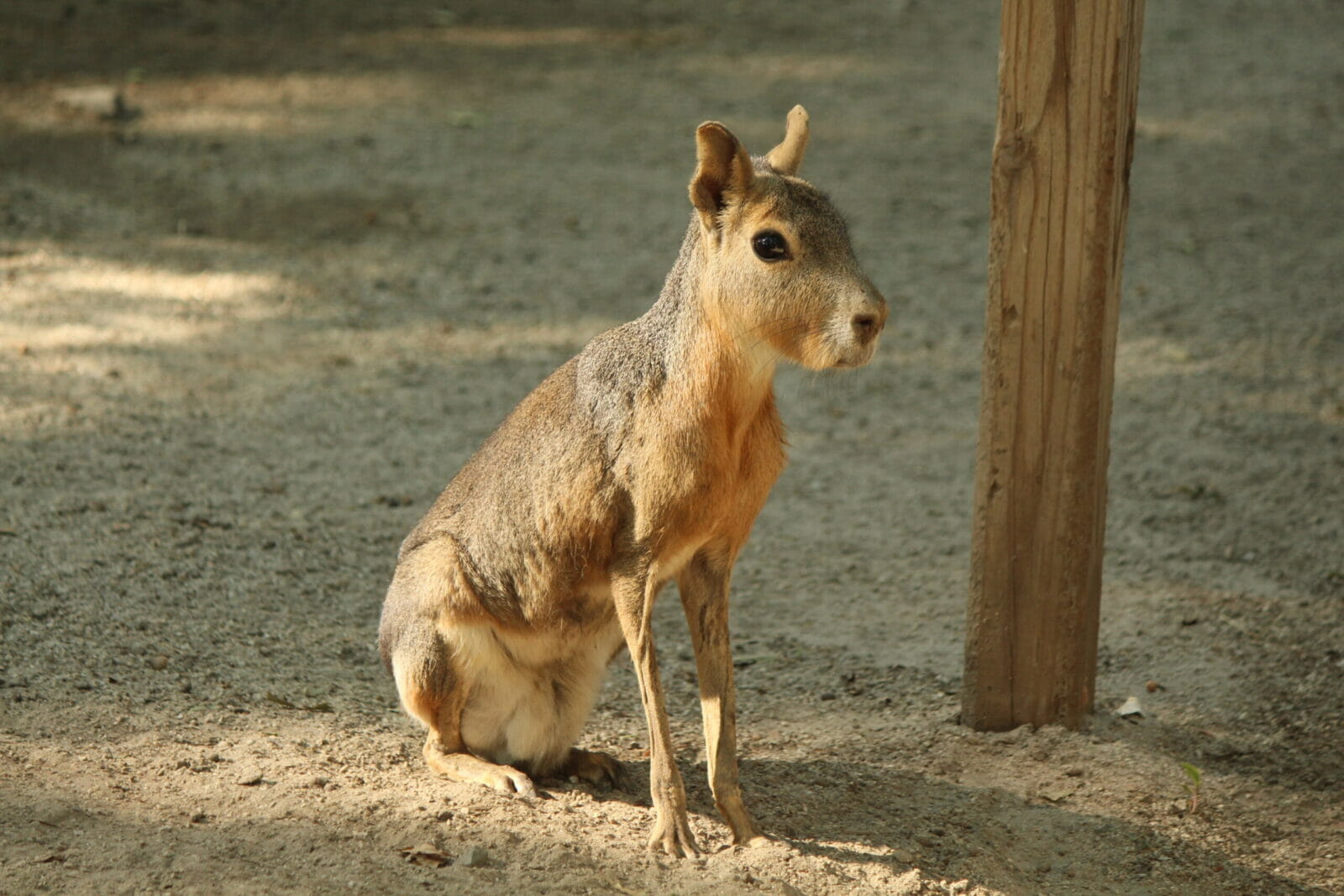 Patagonian Cavy | Southwicks Zoo