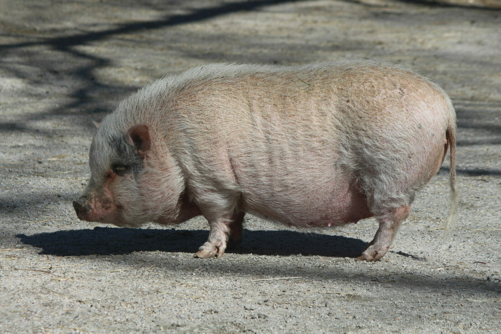 Vietnamese Pot Bellied Pig | Southwick's Zoo