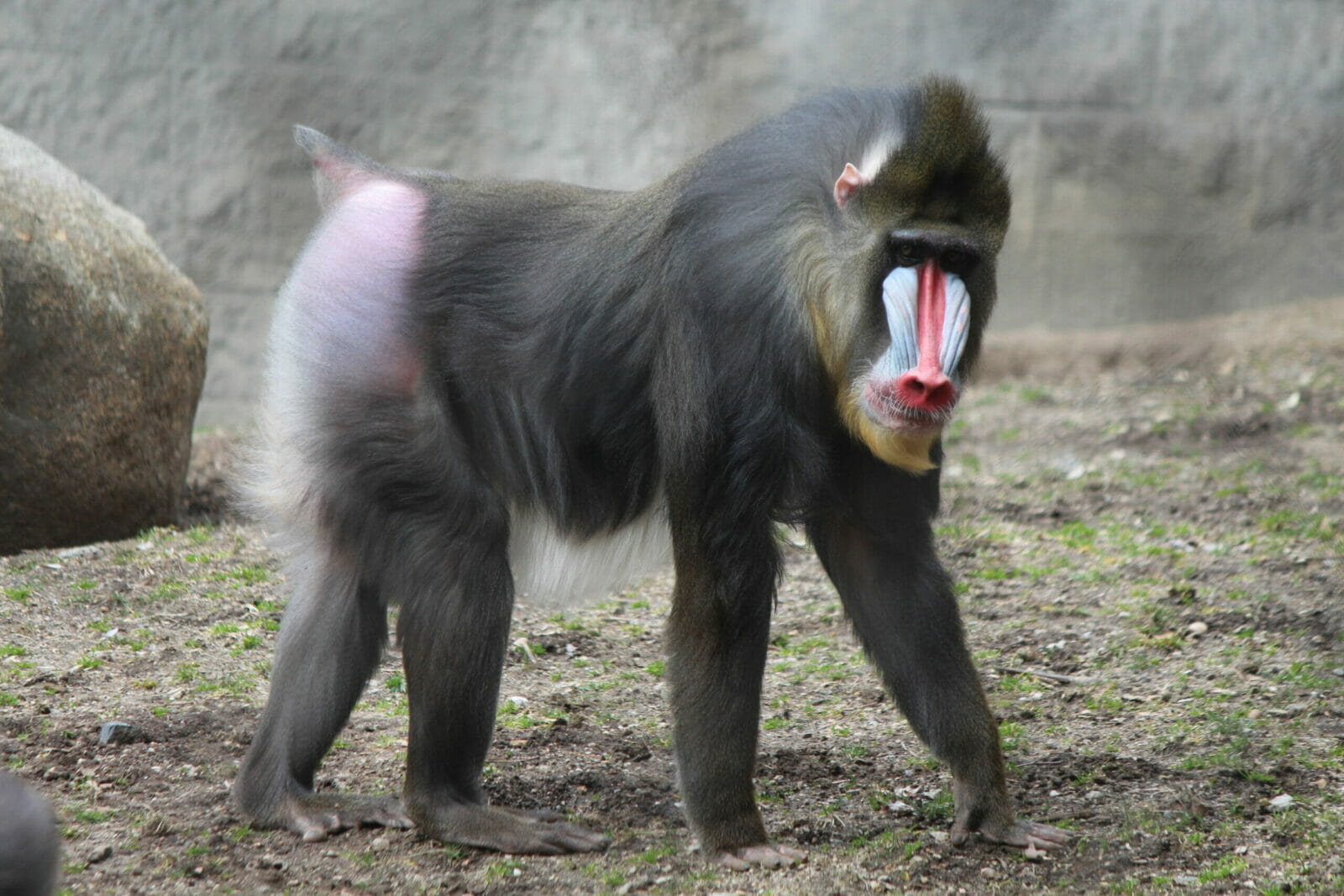 Mandrill | Southwick's Zoo