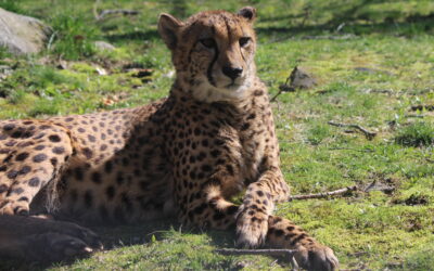 Cheetah Conservation Botswana: Protecting African Wildlife