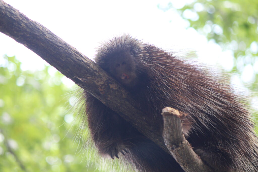 North American Porcupine, a nocturnal animal.