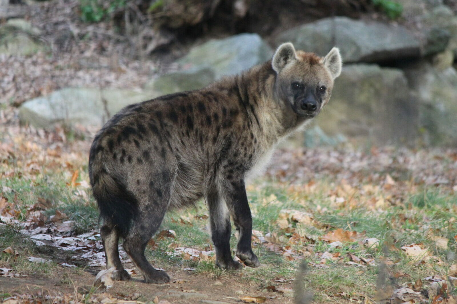 Spotted Hyena | Southwick's Zoo