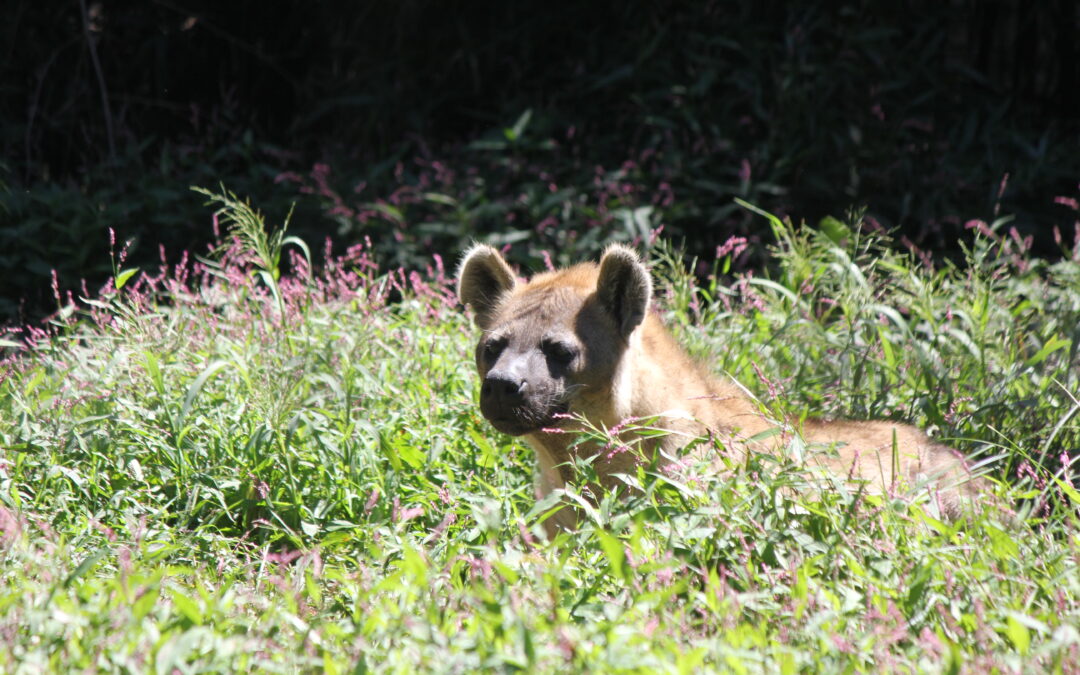 Hyena, a nocturnal animal at the zoo.