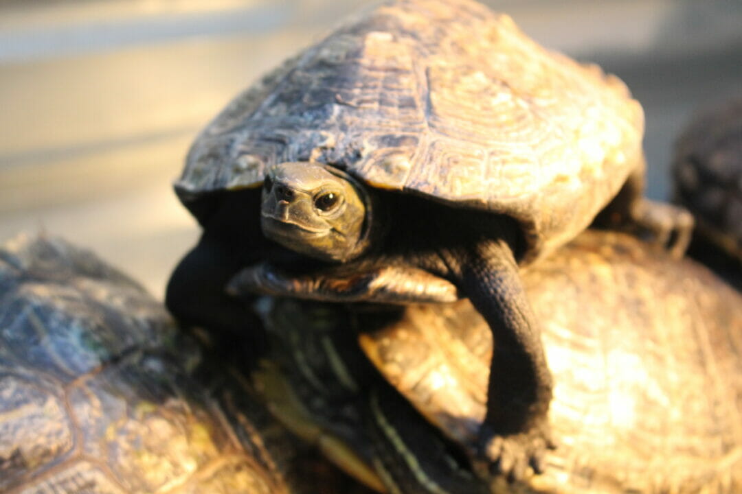 Japanese Pond Turtle | Southwick's Zoo