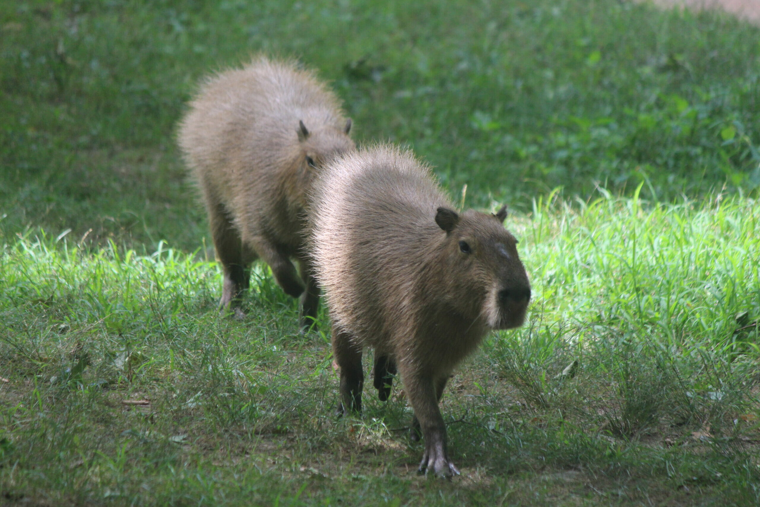 Capybara  Southwick's Zoo