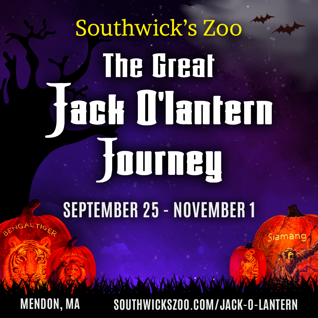 The Great Jack O'Lantern Journey at Southwick's Zoo, Thursdays - Sundays, September 25 - November 1.