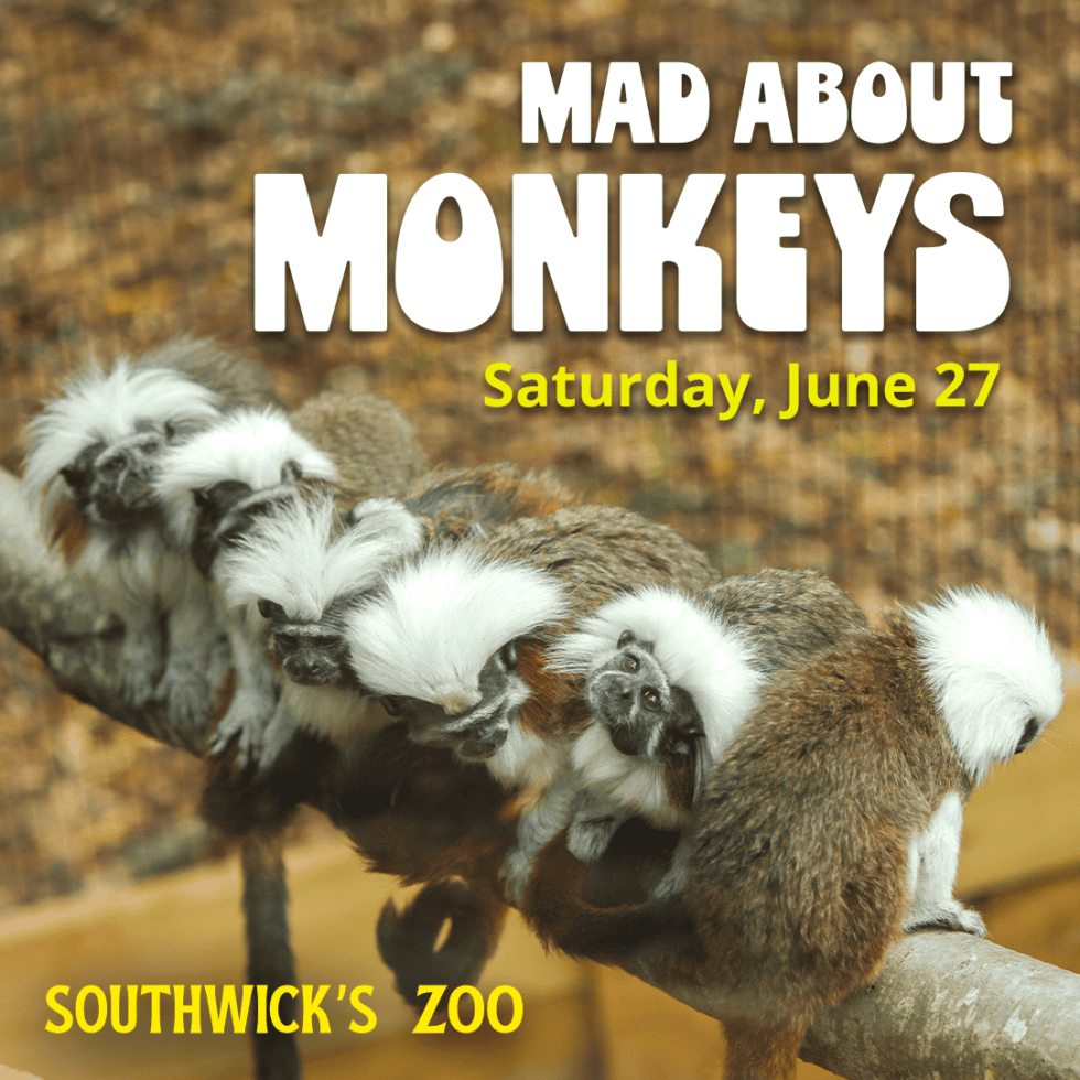 Mad About Monkeys at Southwick's Zoo on Saturday, June 27