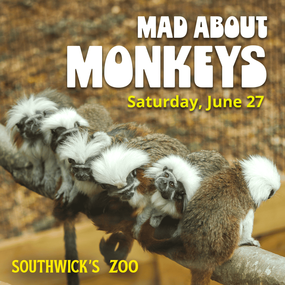 Mad About Monkeys at Southwick's Zoo on Saturday, June 27
