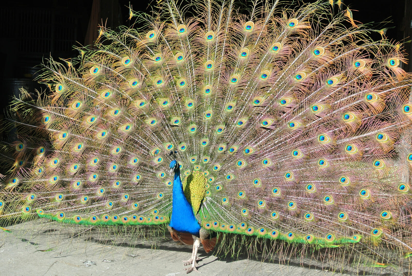 File:Ghi, pettingzoo (torso of escaped peacock - not school pecock!).jpg -  Wikimedia Commons