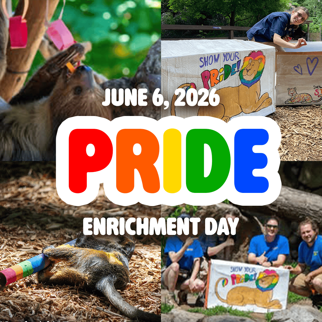 Pride Enrichment Day Pride Enrichment Day at Southwick's Zoo on Saturday, June 6