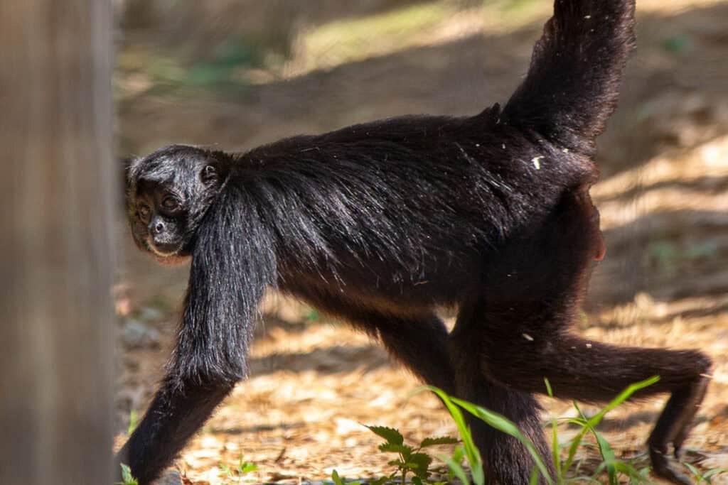 Spider Monkey Southwick's Zoo