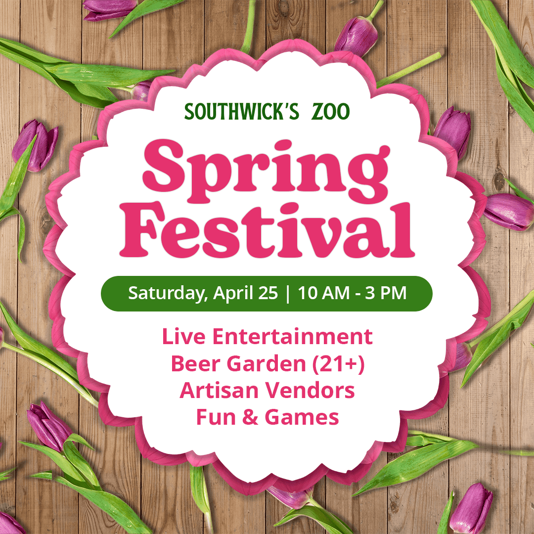 Spring Fest at Southwick's Zoo on Saturday, April 25, 2026