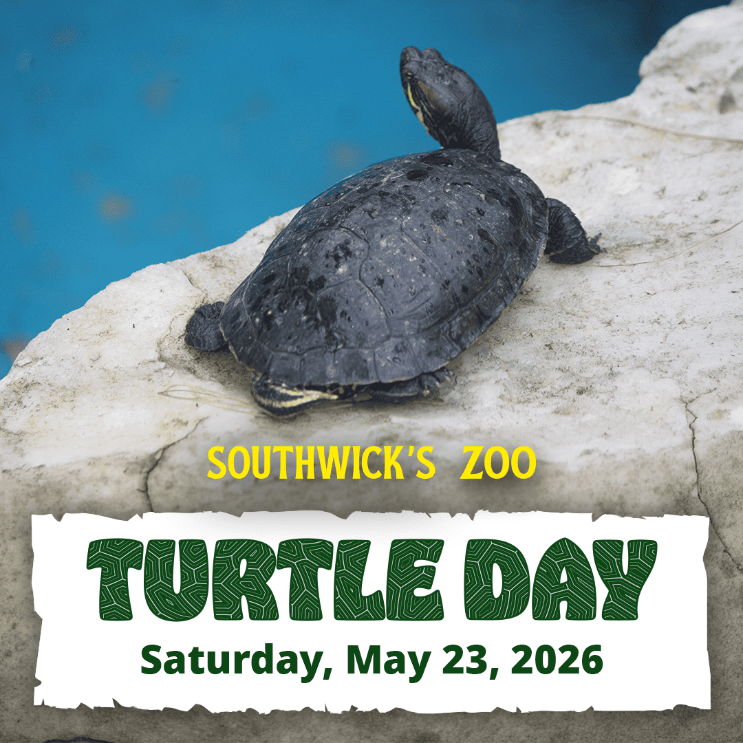 Turtle Day at Southwick's Zoo, May 23, 2026