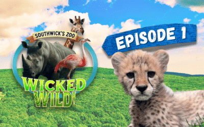 Episode 1: Milestones (Wicked Wild: Inside New England’s Biggest Zoo)