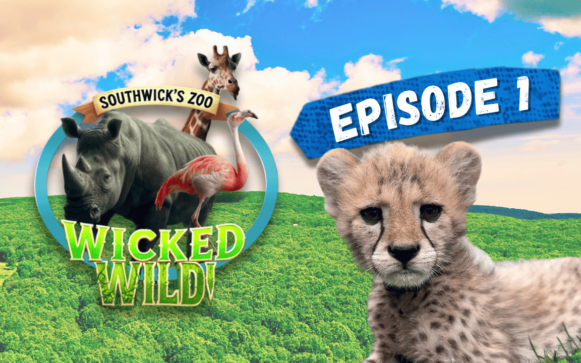 Episode 1: Milestones (Wicked Wild: Inside New England’s Biggest Zoo)