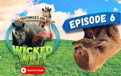 Episode 6: Wild Lessons (Wicked Wild: Inside New England’s Biggest Zoo)