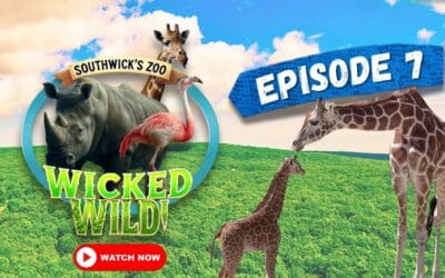 Episode 7: Right on Track (Wicked Wild: Inside New England’s Biggest Zoo)