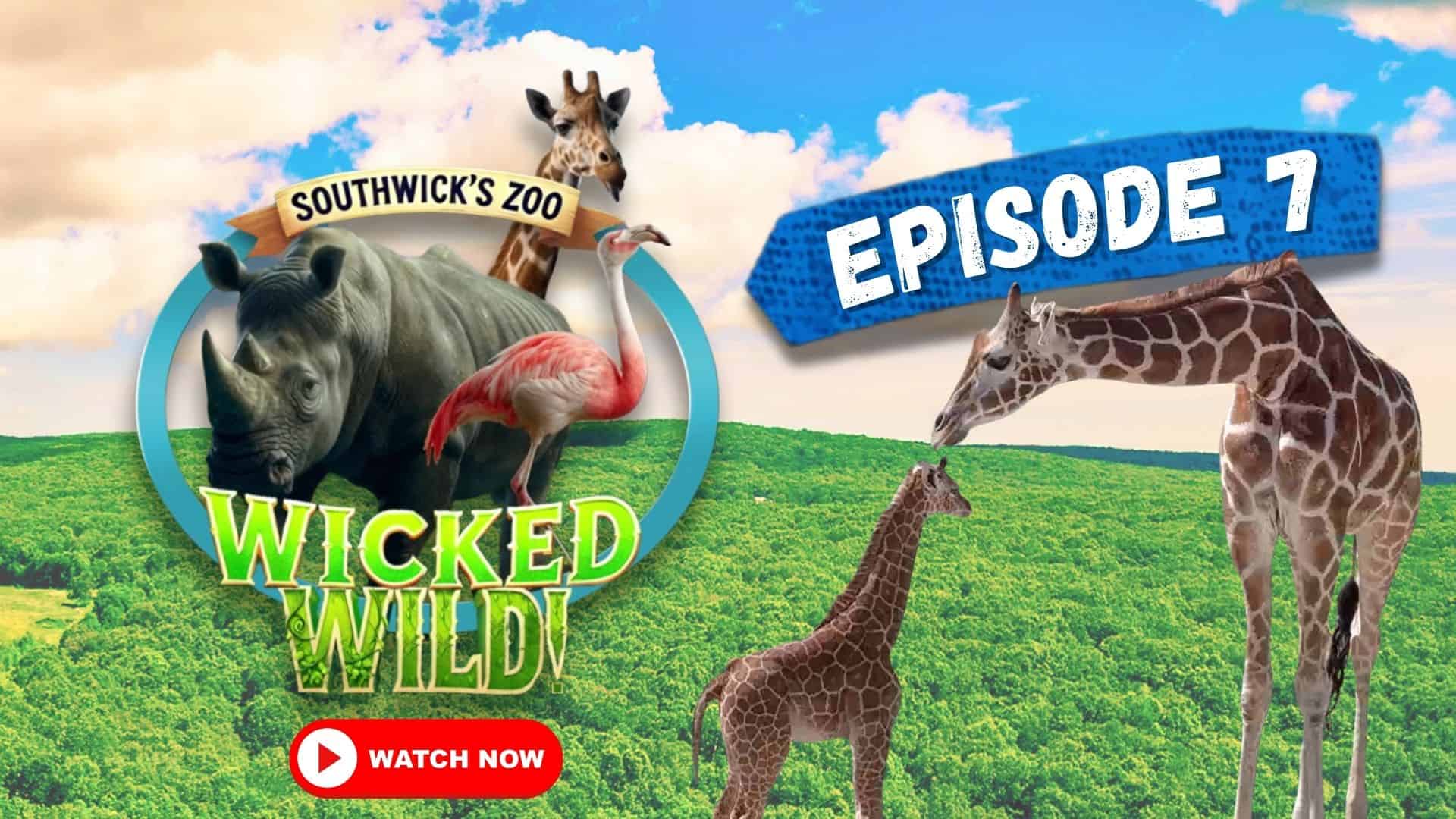 Episode 7: Right on Track (Wicked Wild: Inside New England’s Biggest Zoo)
