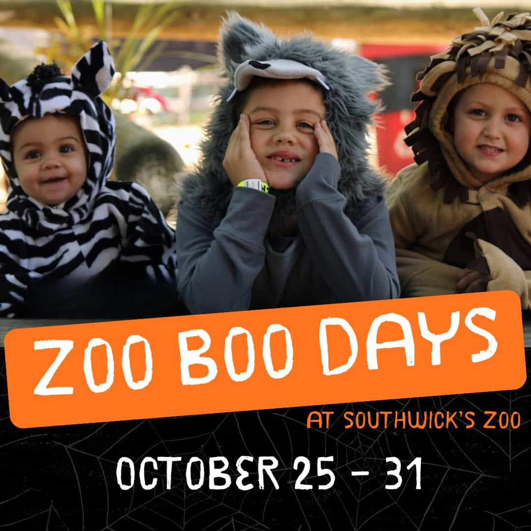 Zoo Boo Days (1080 x 1080 px)