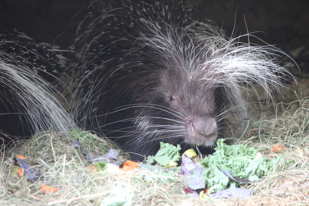 African Crested Porcupine, a nocturnal animal.