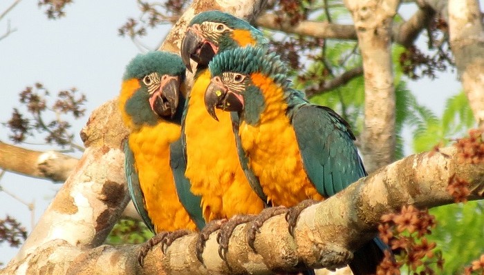 Blue throated macaws on branch.