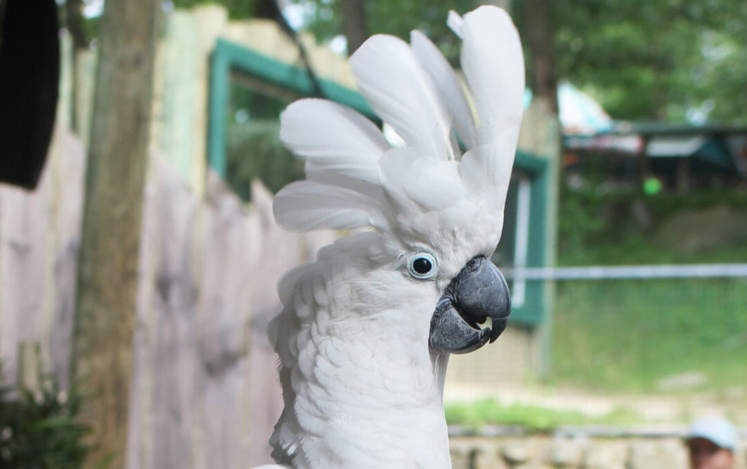 Umbrella Cockatoo Southwick's Zoo