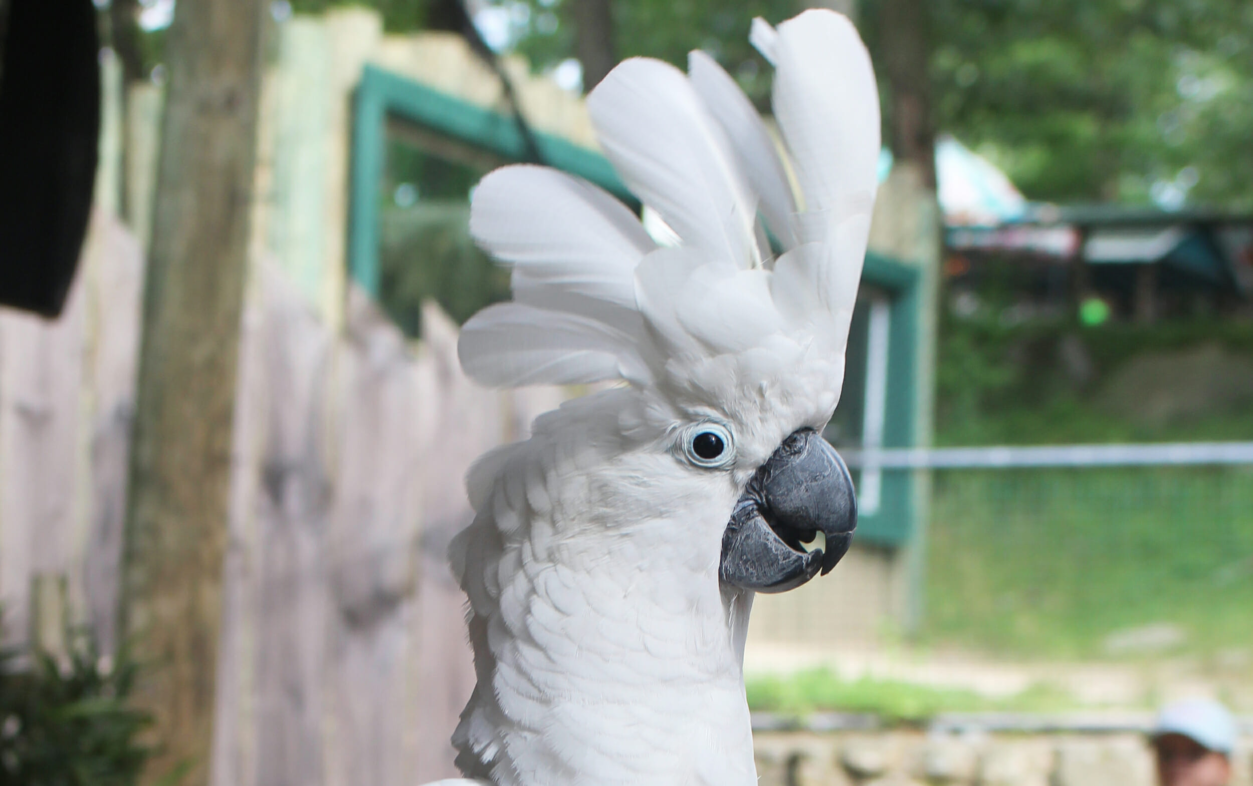 Umbrella Cockatoo | Southwick's Zoo